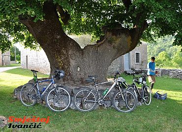 700 godina stara lipa u mjestu Slum 700 godina stara lipa u mjestu Slum