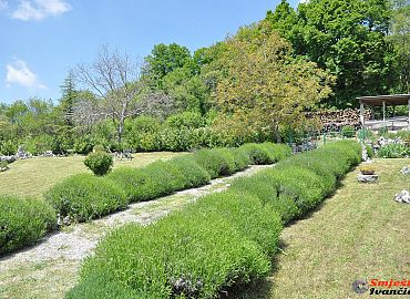 Grmovi lavande prije cvatnje Grmovi lavande prije cvatnje