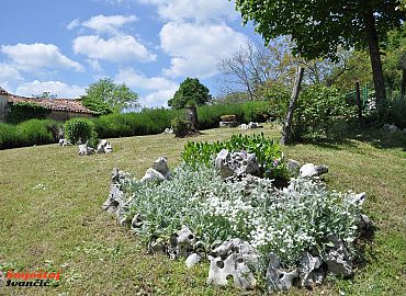 Istarsko ljekovito bilje Istarsko ljekovito bilje