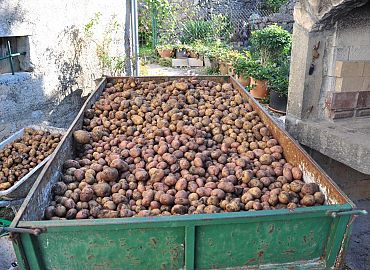 Krumpiri s Ćićarije, kasni krumpir što se vadi krajem rujna Krumpiri s Ćićarije, kasni krumpir što se vadi krajem rujna