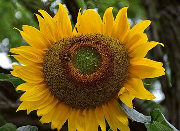 Sunce kojeg nije bilo Sunce kojeg nije bilo