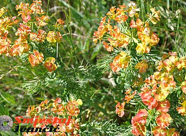 Planinsko cvijeće na Žbevnici Planinsko cvijeće na Žbevnici