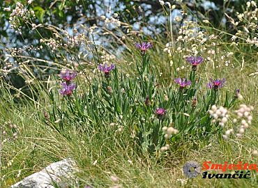 Žbevnica planinsko cvijeće Žbevnica planinsko cvijeće