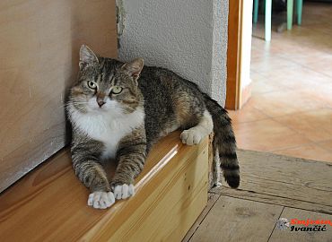 Čuvar kuće, mačak Pero Čuvar kuće, mačak Pero